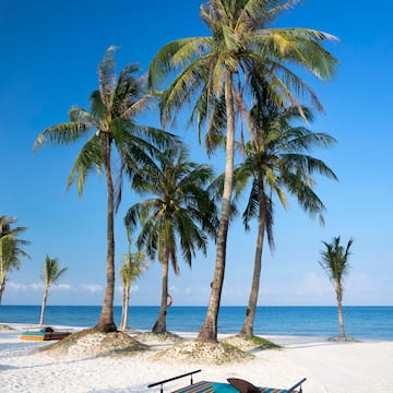 a beach with palm trees and a chair on a sandy beach