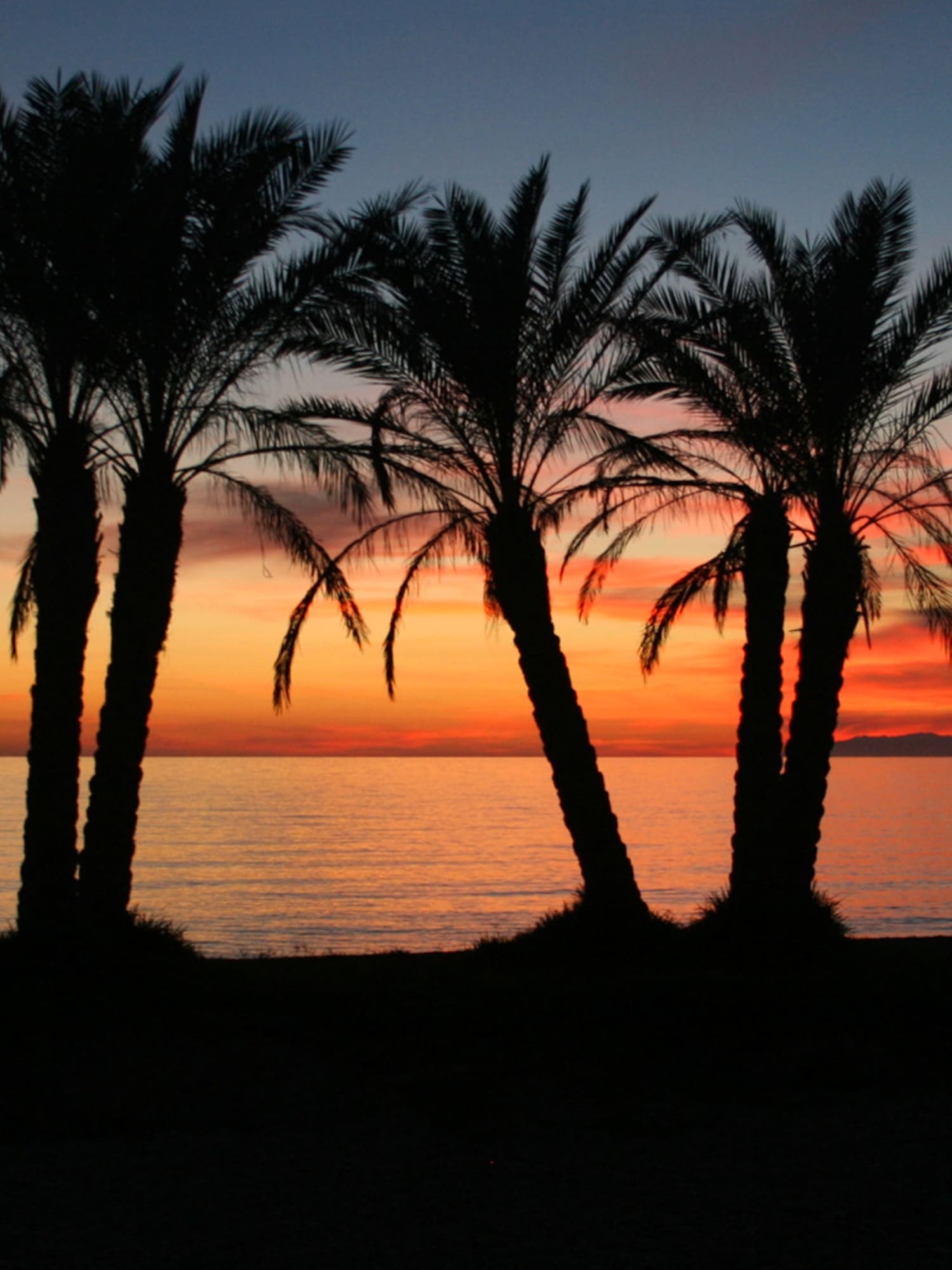 palm trees on a beach during sunset
