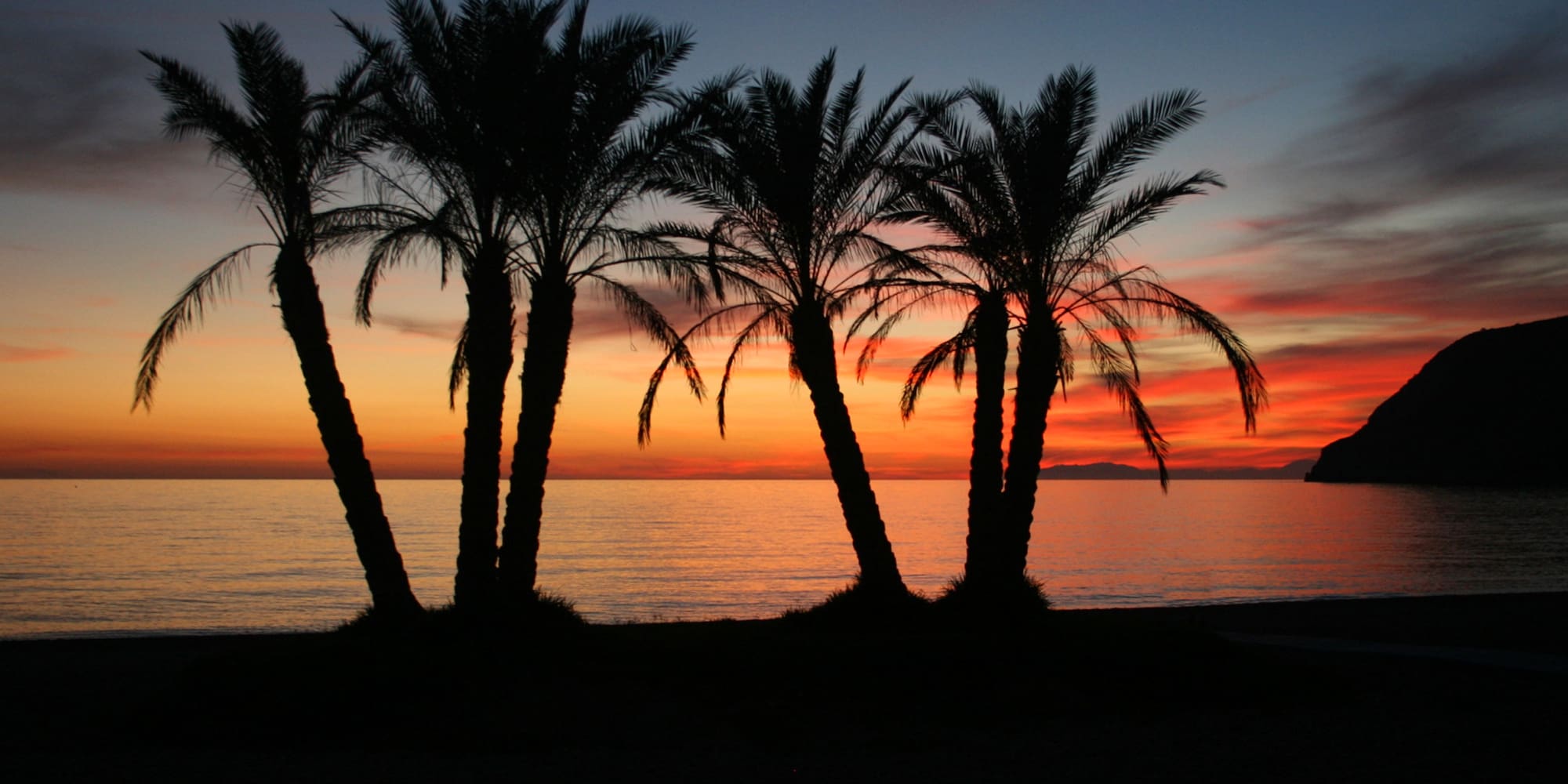 palm trees on a beach during sunset