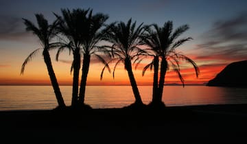 palm trees on a beach during sunset