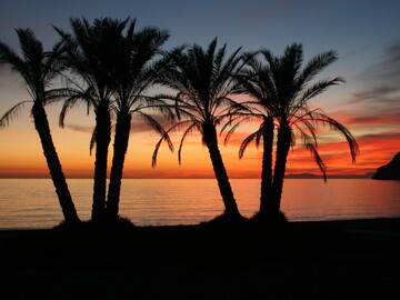 palm trees on a beach during sunset