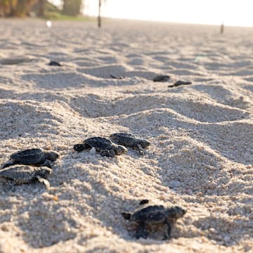 a group of baby turtles on sand