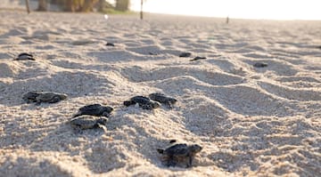 a group of baby turtles on sand