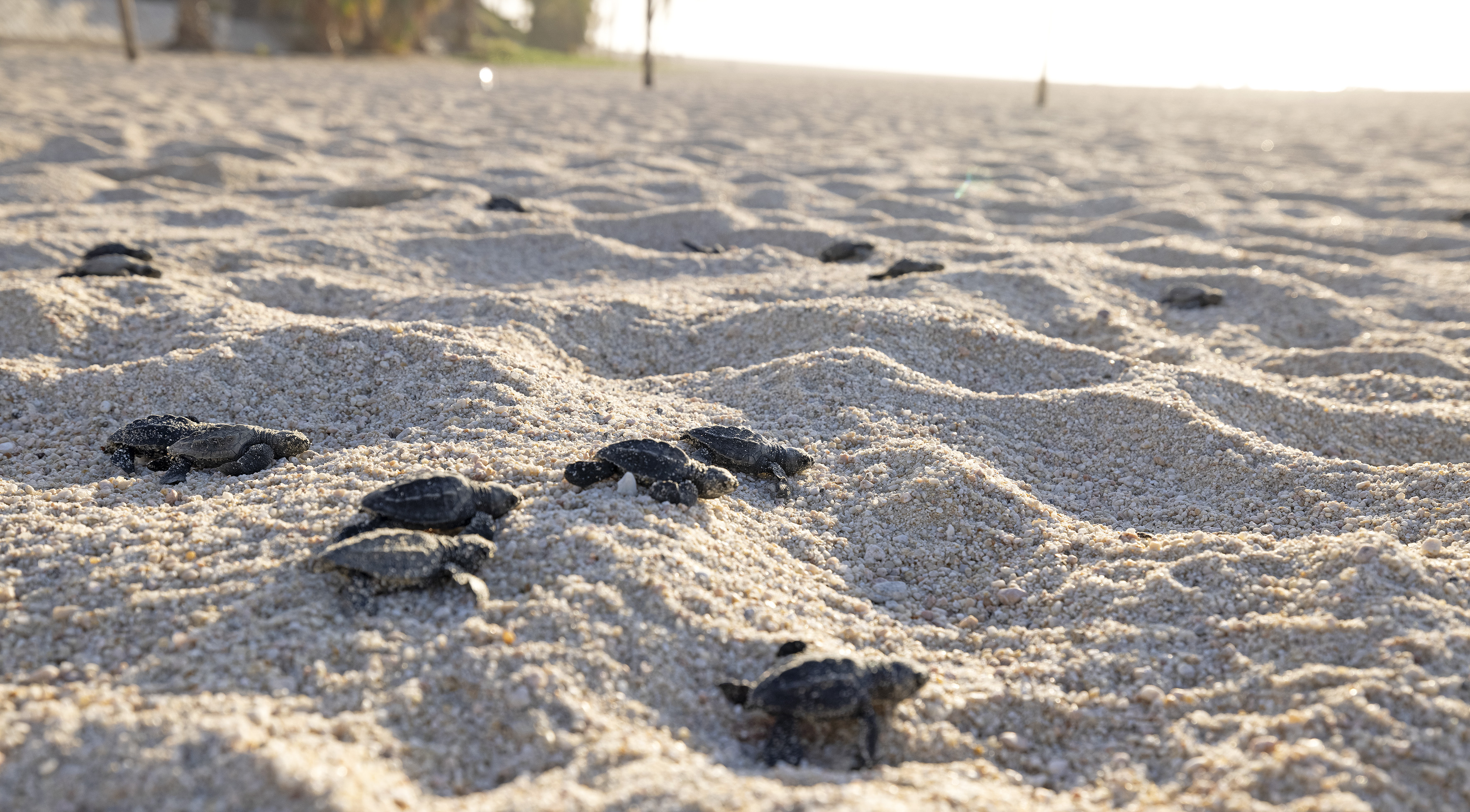 Dark sea turtle hatchlings crawling on a sandy beach towards the ocean.