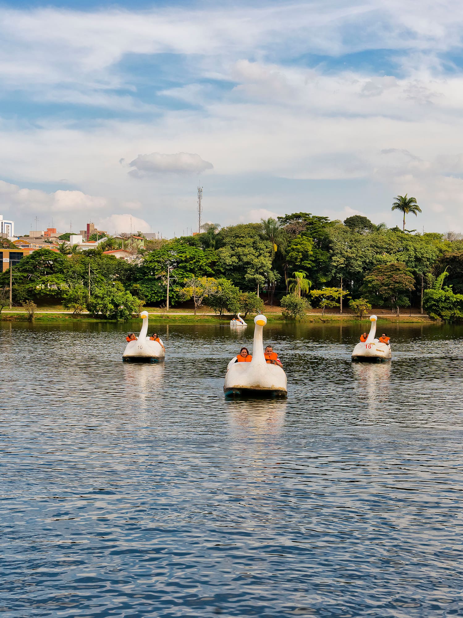 a group of ducks floating on water