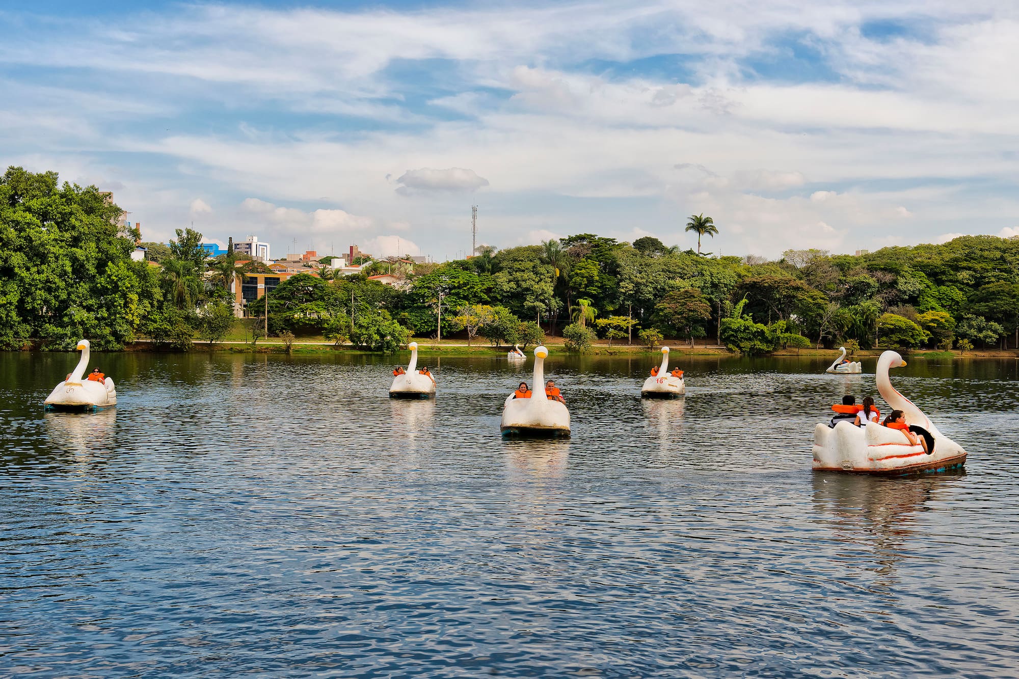 a group of ducks floating on water