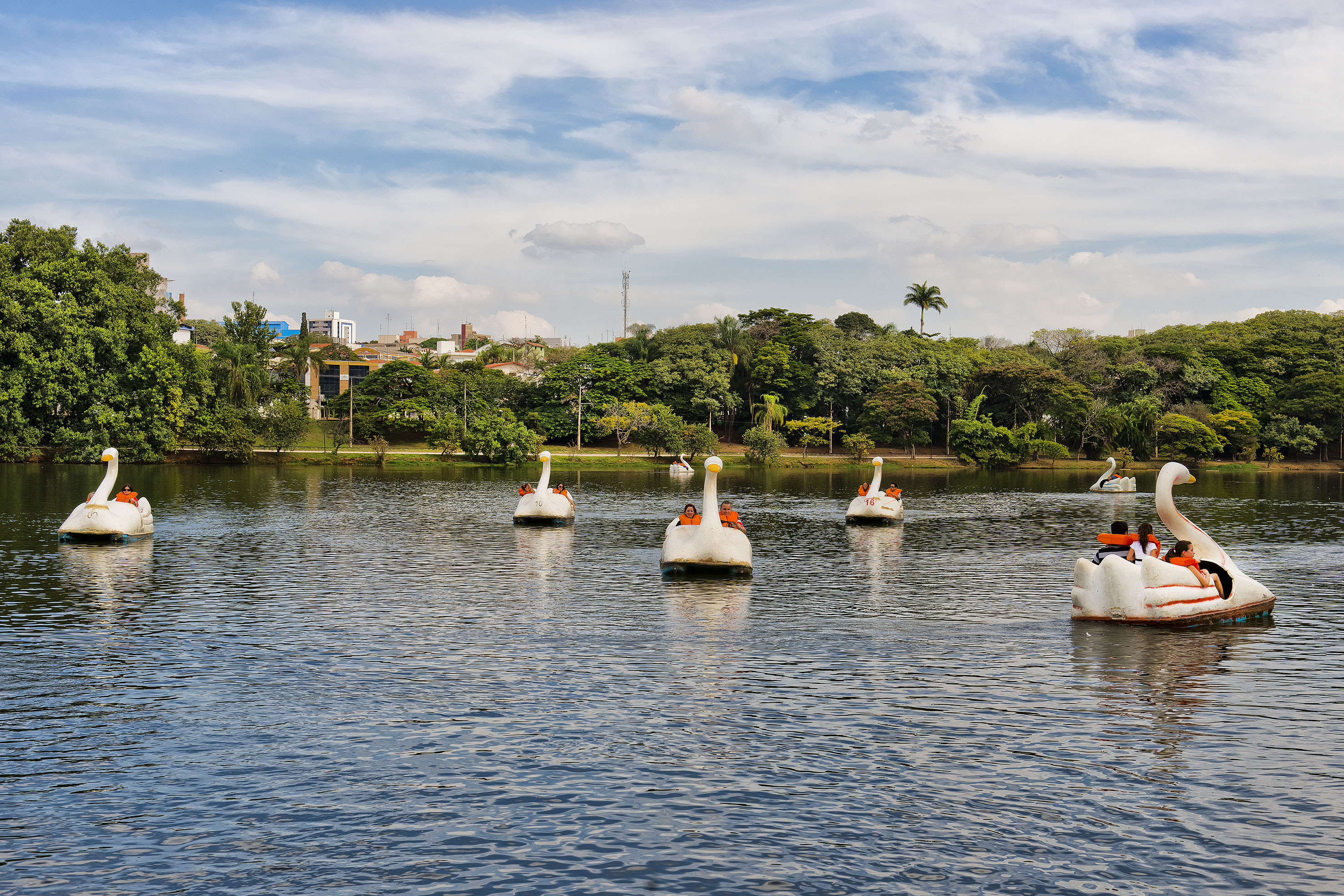 a group of ducks floating on water