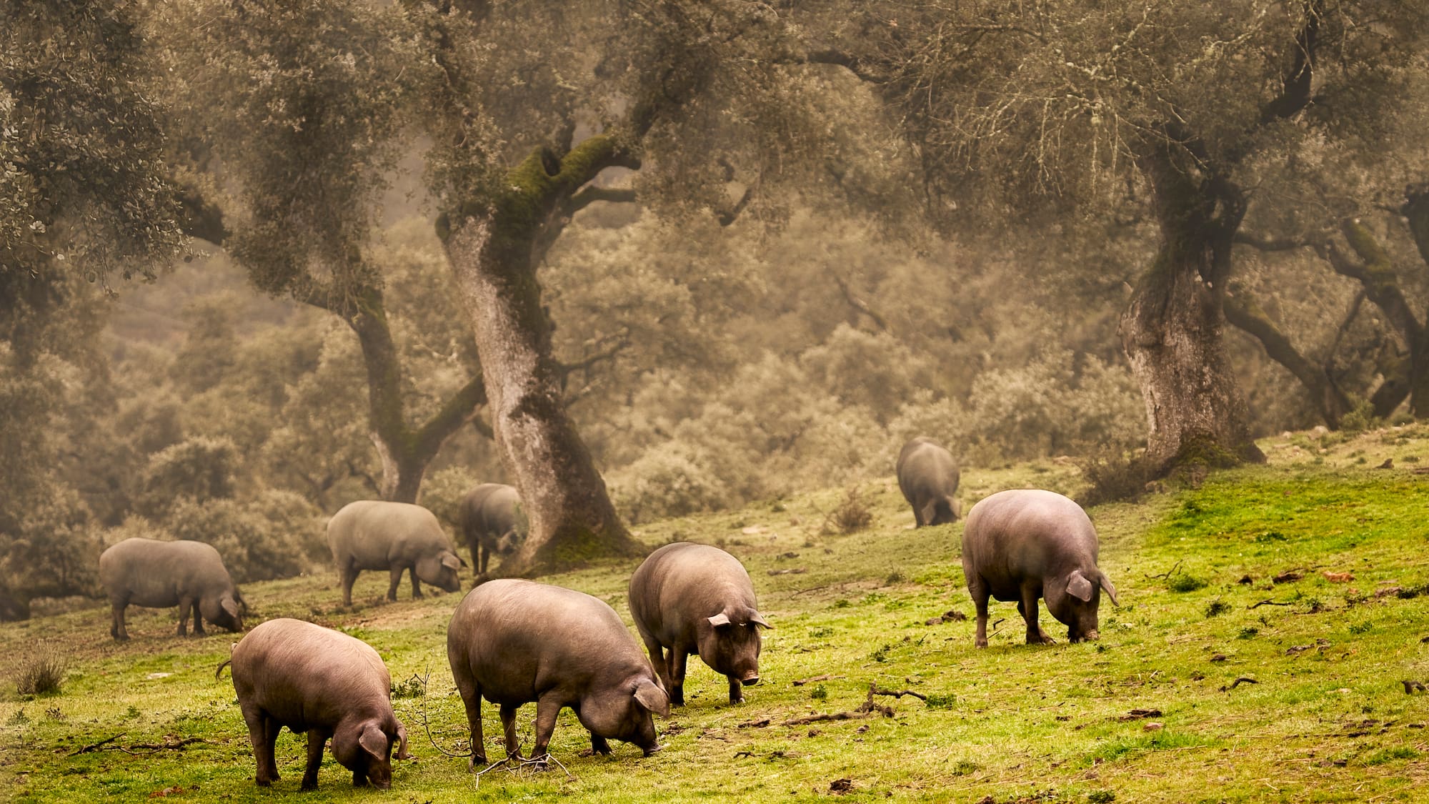 a group of pigs grazing in a field