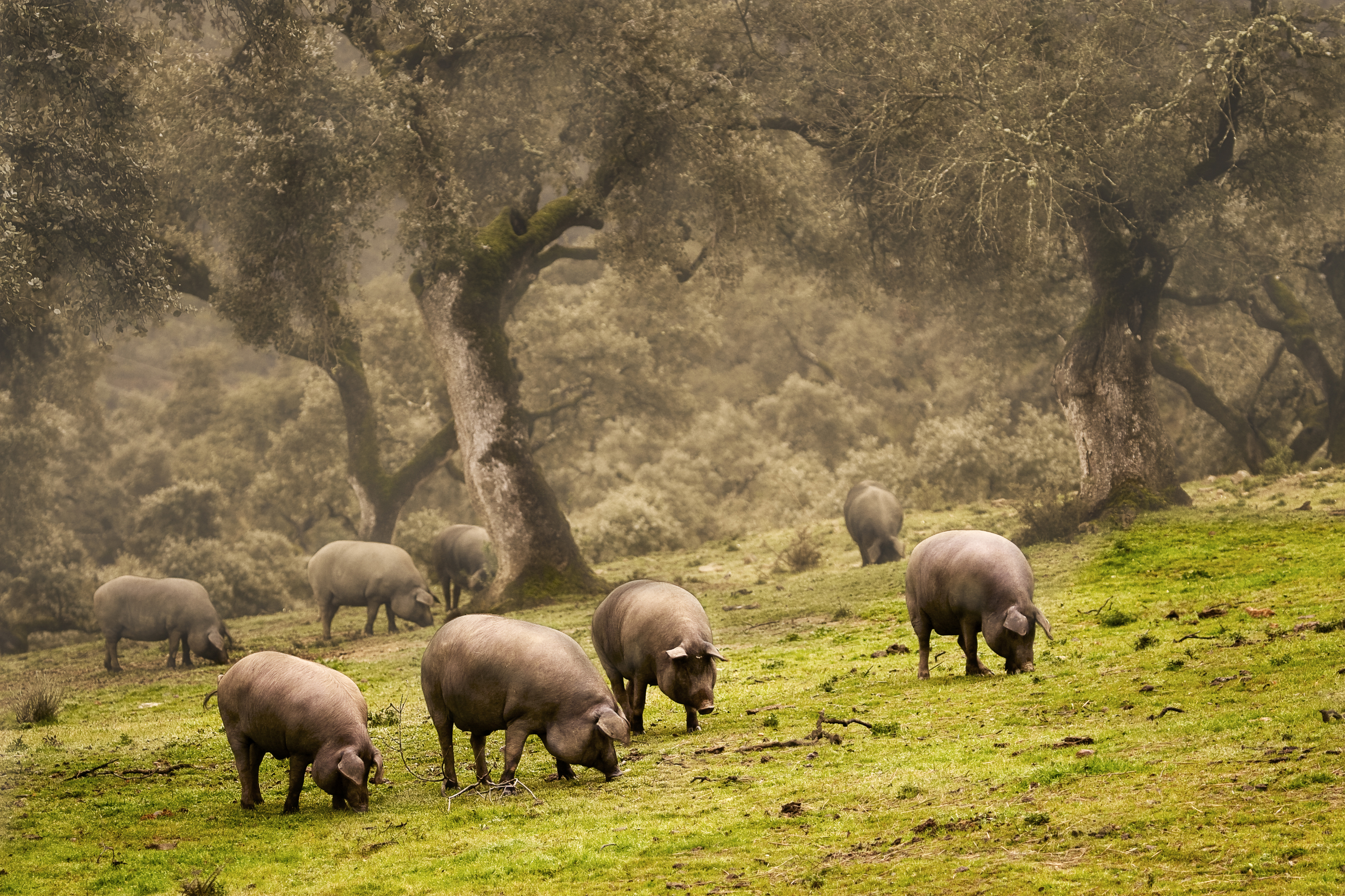 a group of pigs grazing in a field