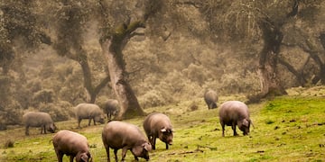 a group of pigs grazing in a field