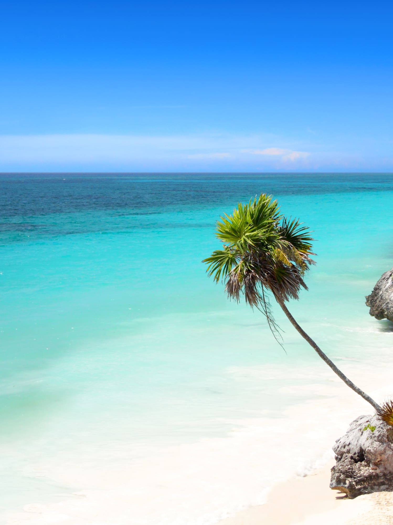 a palm trees on a beach