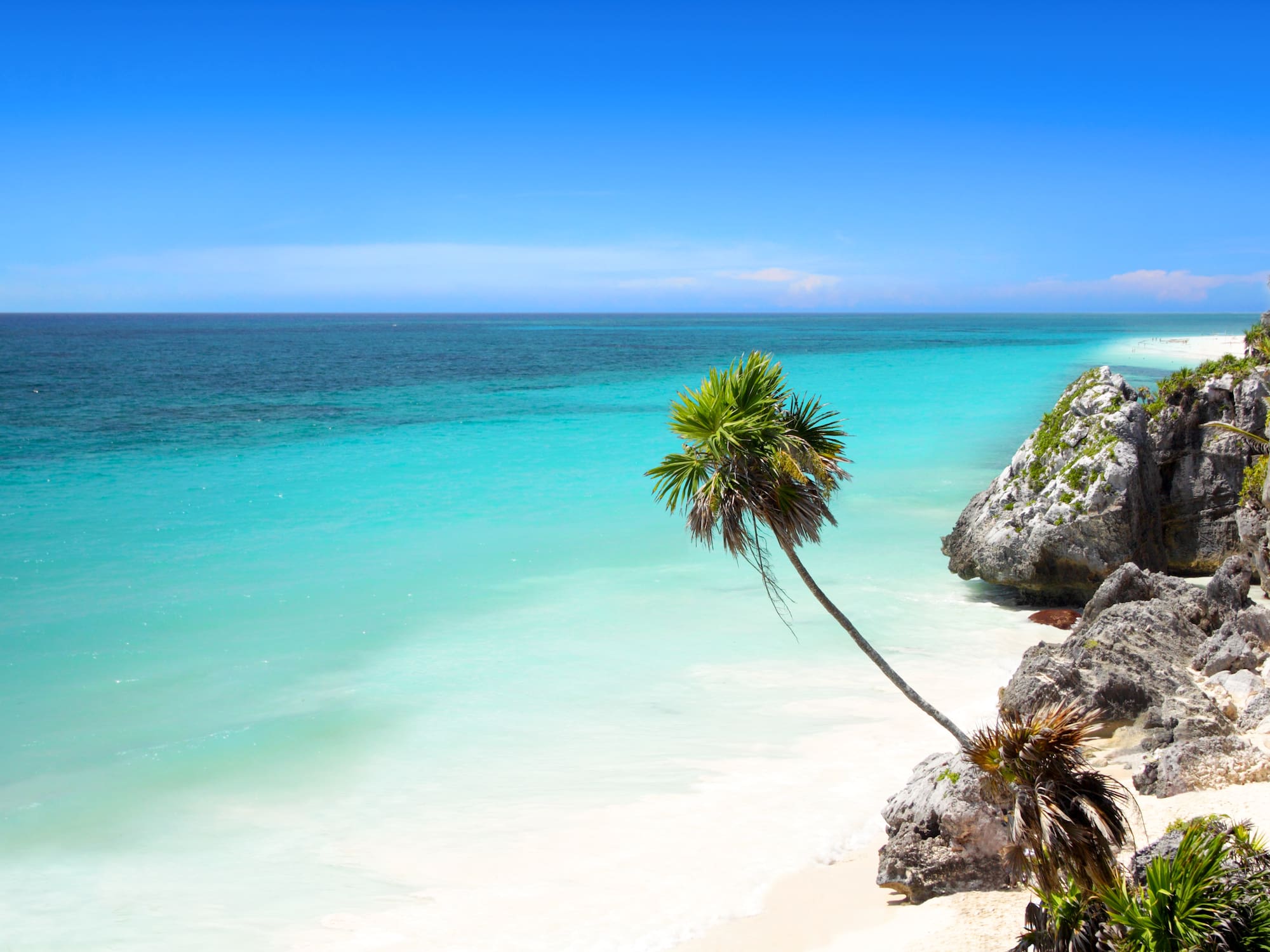 a palm trees on a beach