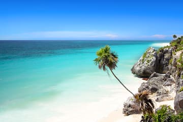a palm trees on a beach