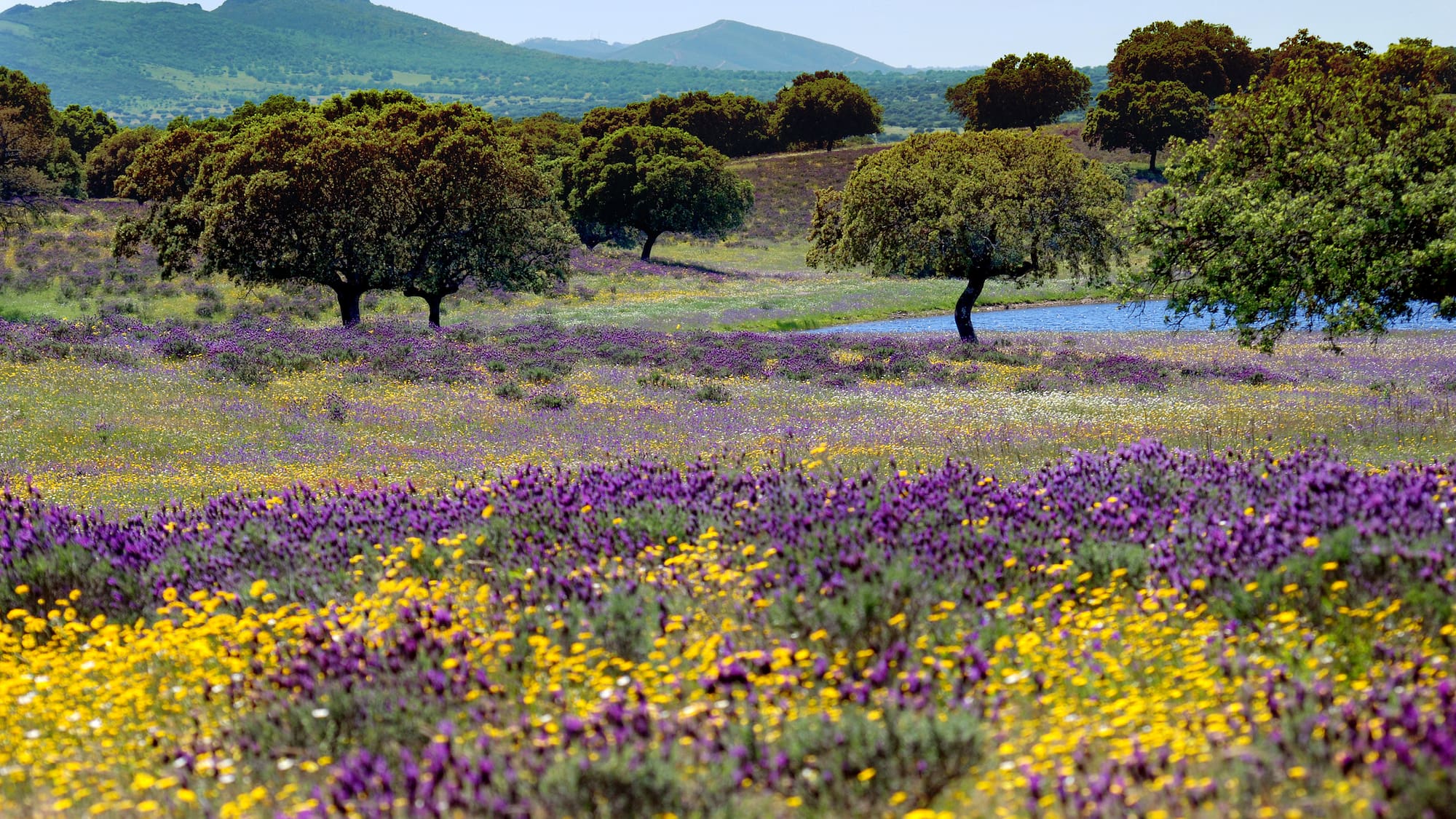 a field of flowers and trees