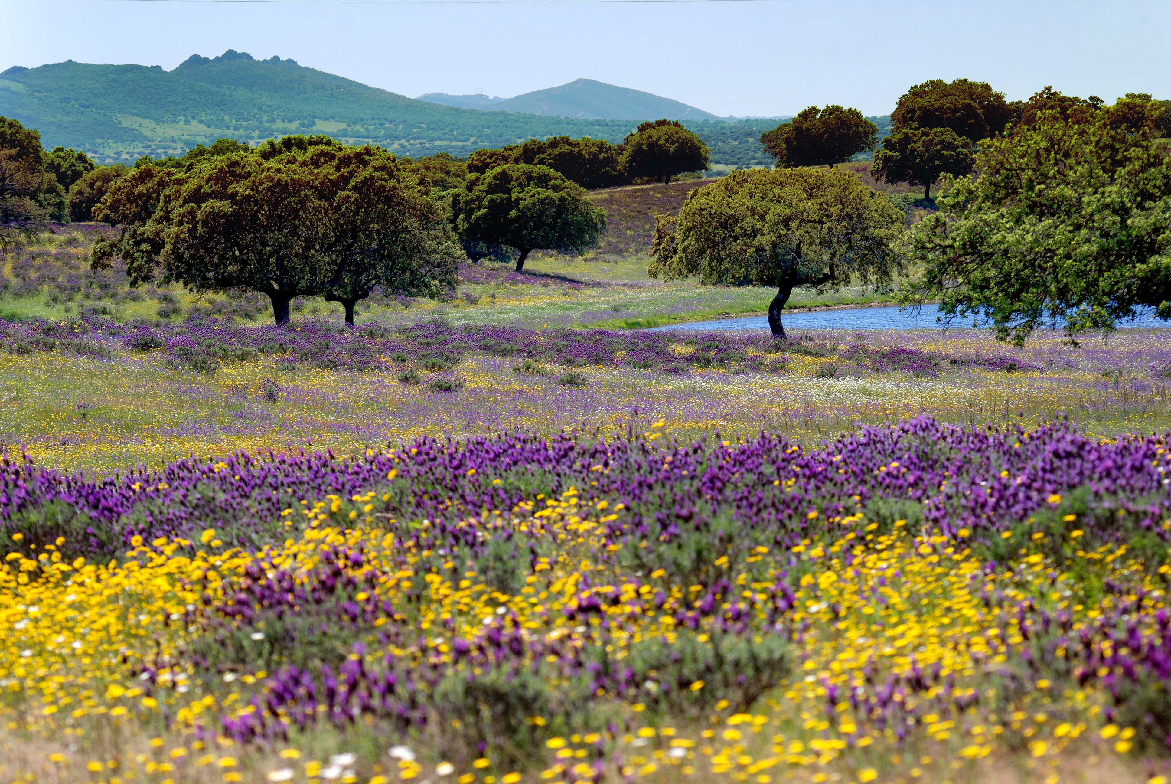 a field of flowers and trees