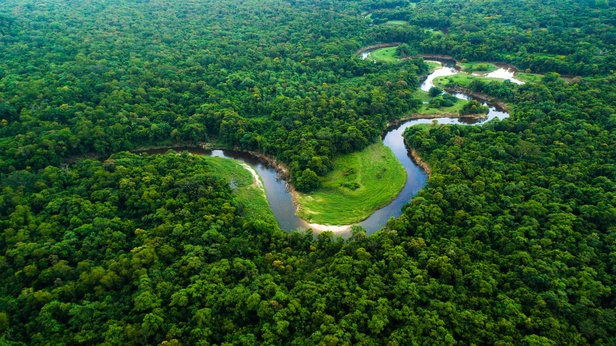 a river running through a forest