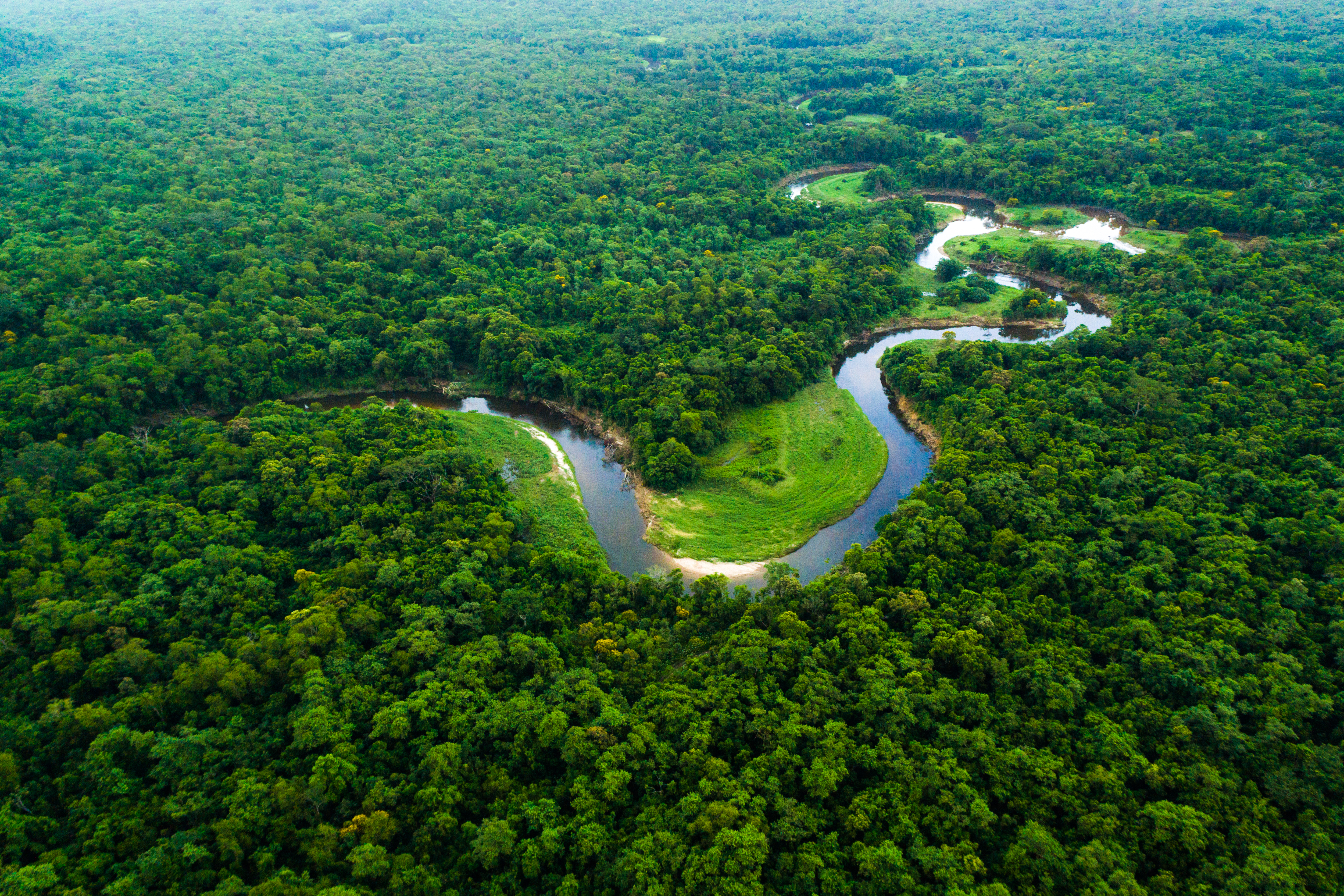 a river running through a forest