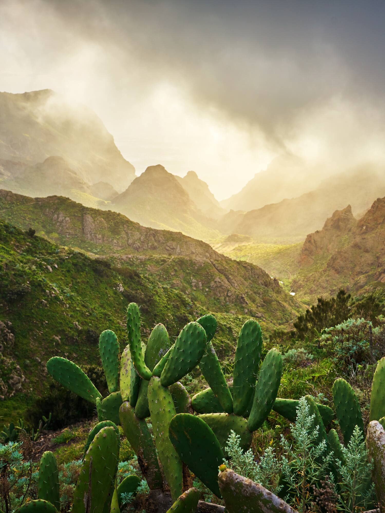 Paisaje de montaña con chumberas, valles brumosos y luz dorada