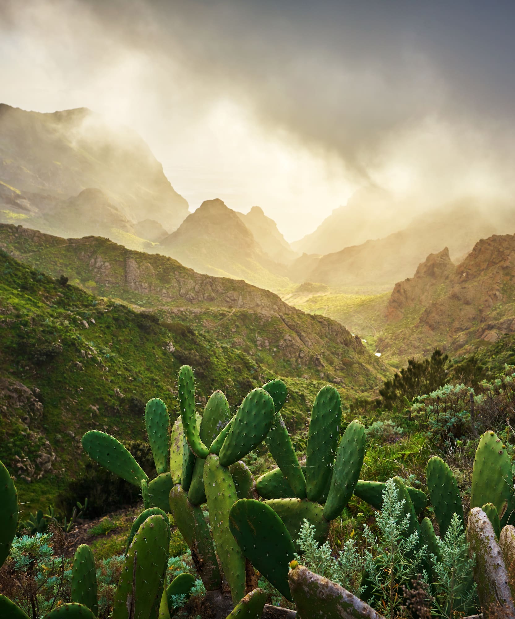 a cactus in a valley