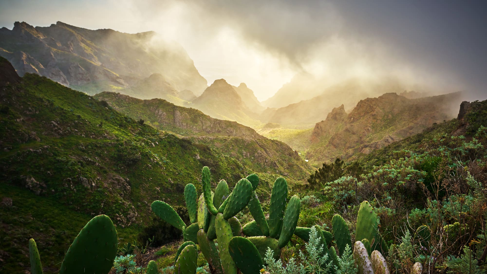 a cactus in a valley