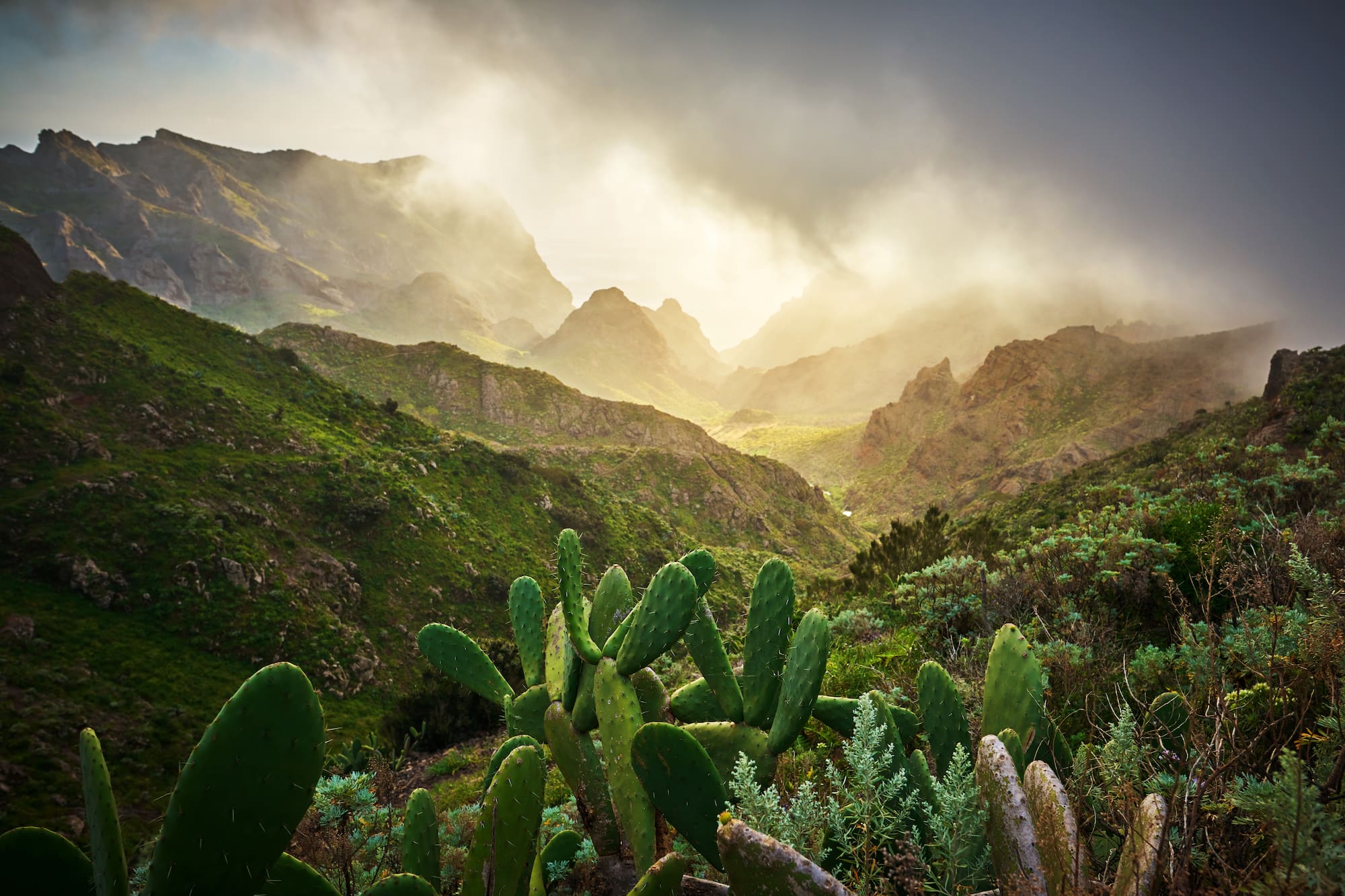 a cactus in a valley
