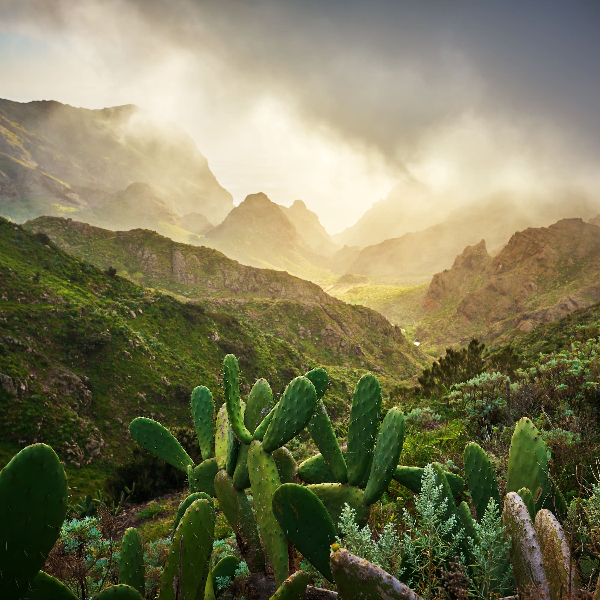 a cactus in a valley