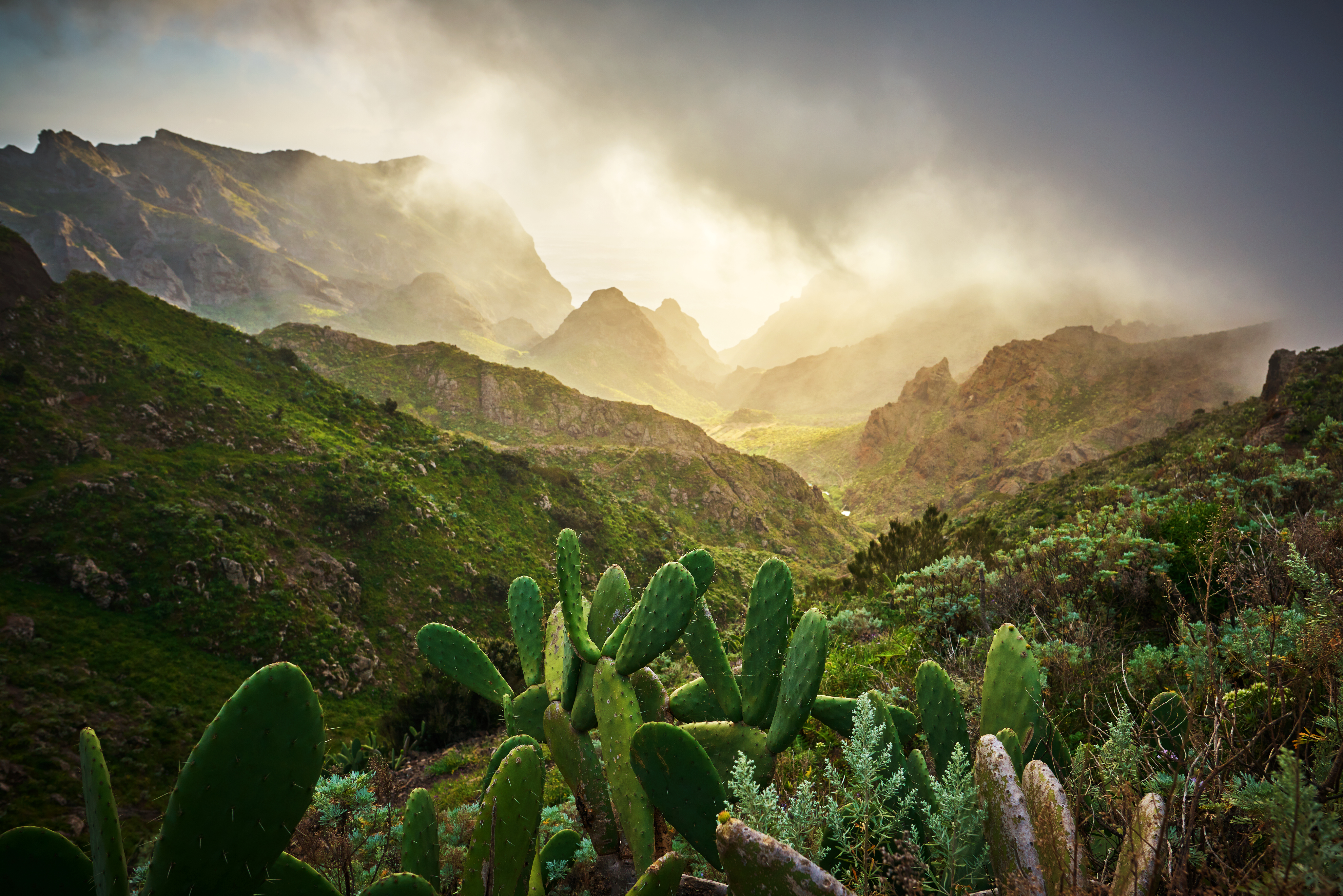 Paisaje de montaña con chumberas, valles brumosos y luz dorada