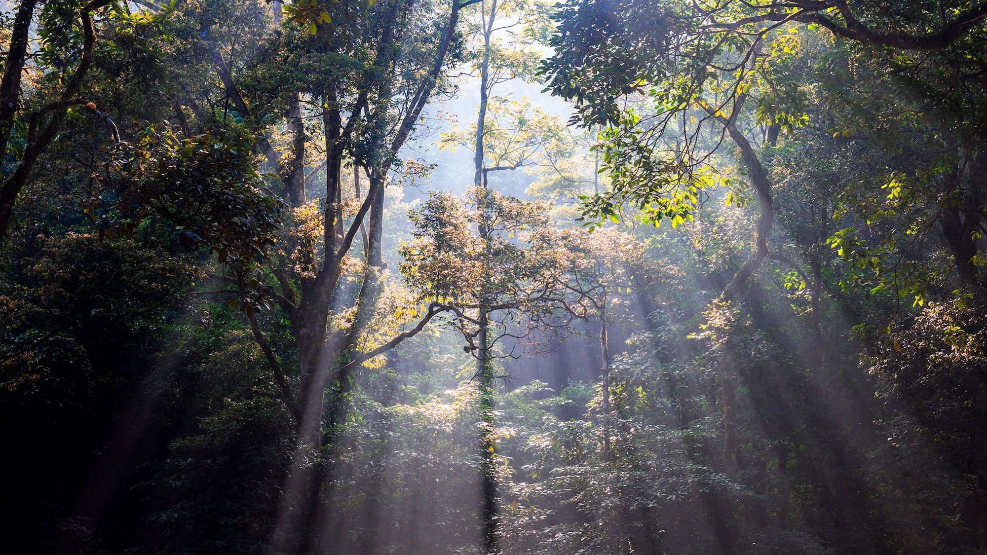 sunlight shining through trees