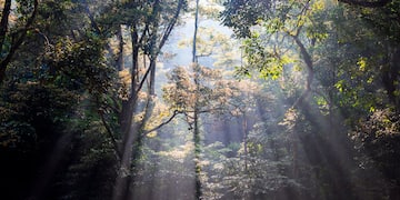 sunlight shining through trees