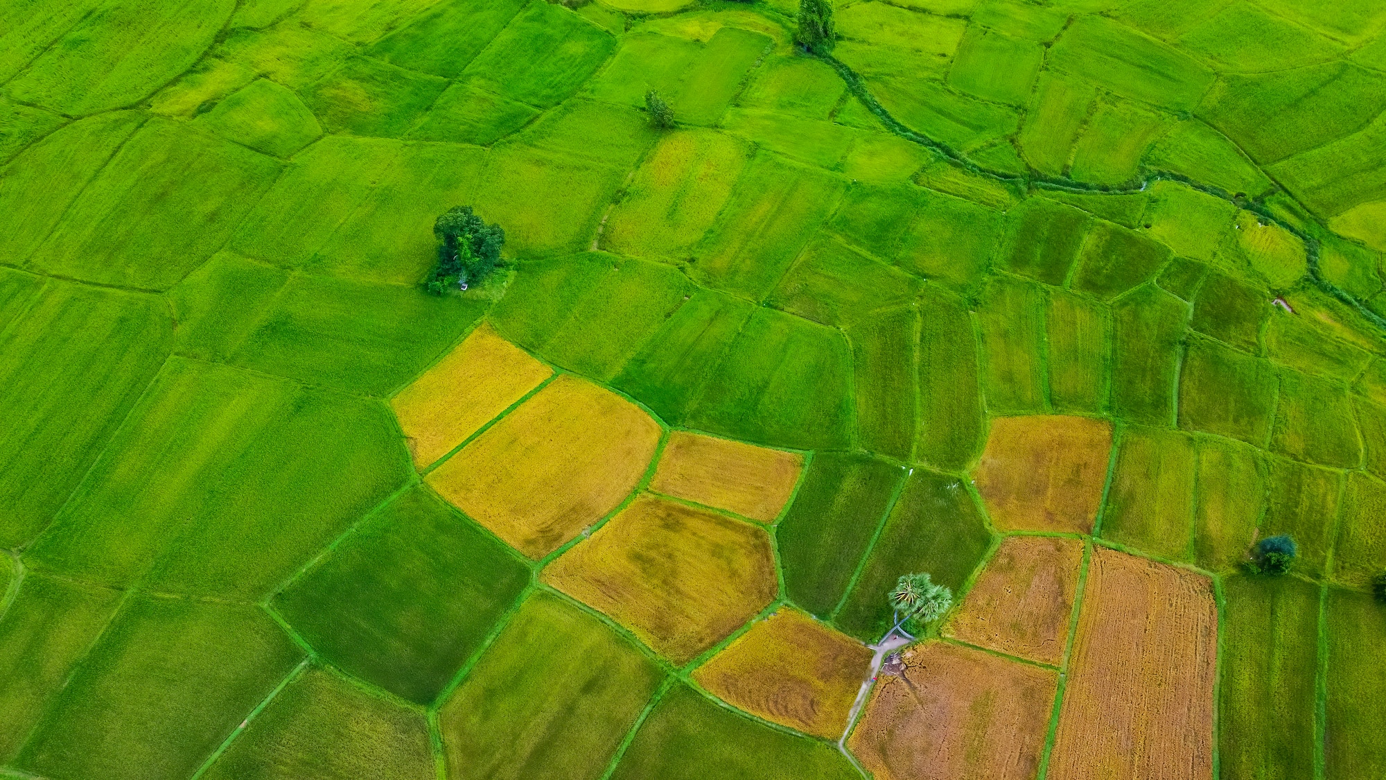 a green field with many squares and squares
