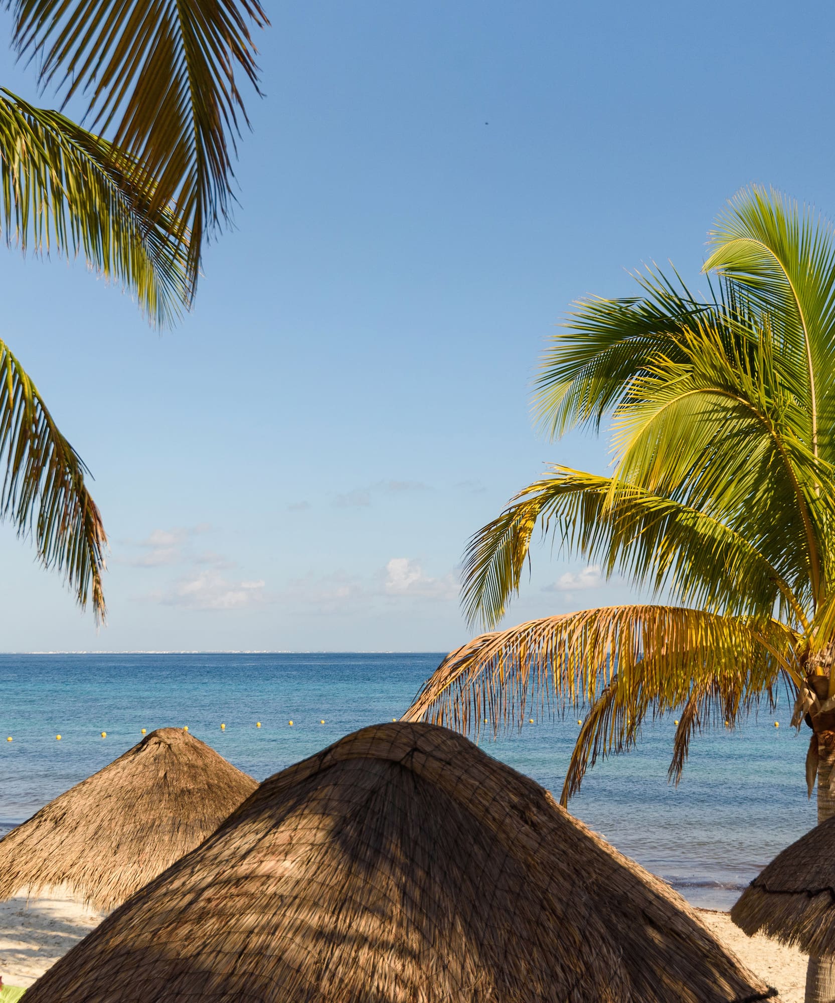 a group of palm trees on a beach