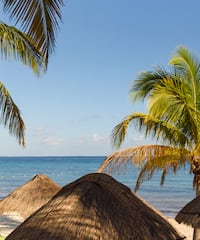 a group of palm trees on a beach