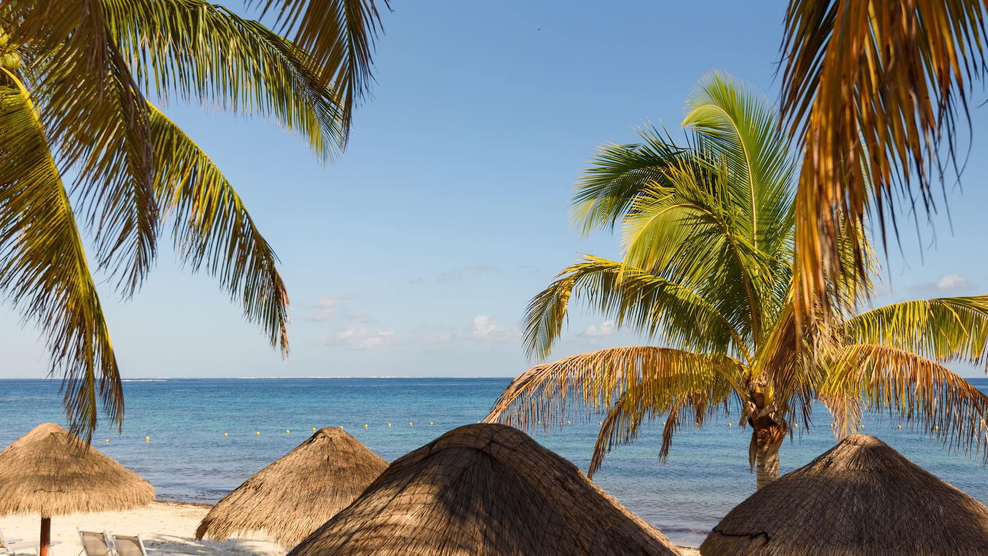 a group of palm trees on a beach