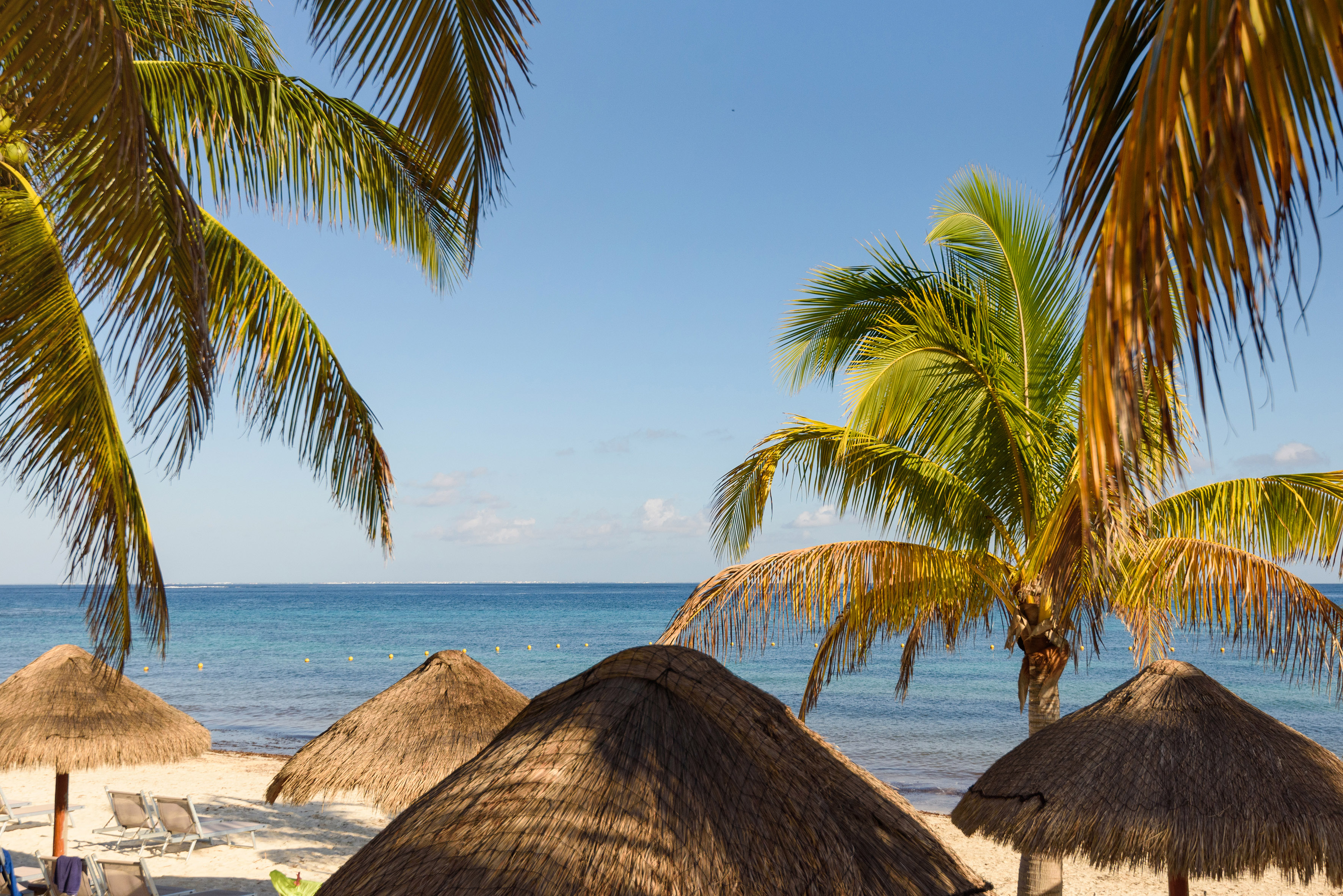 a group of palm trees on a beach