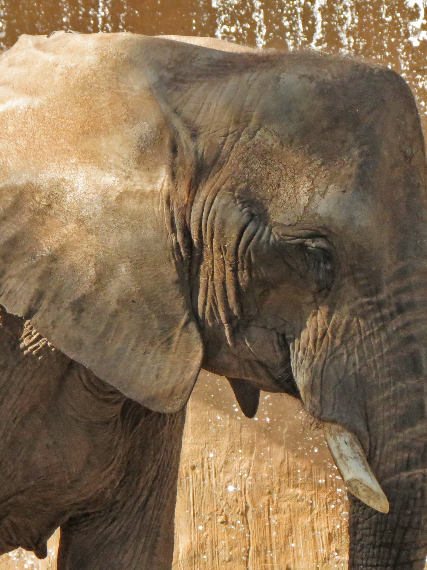 an elephant with tusks standing in front of a wall