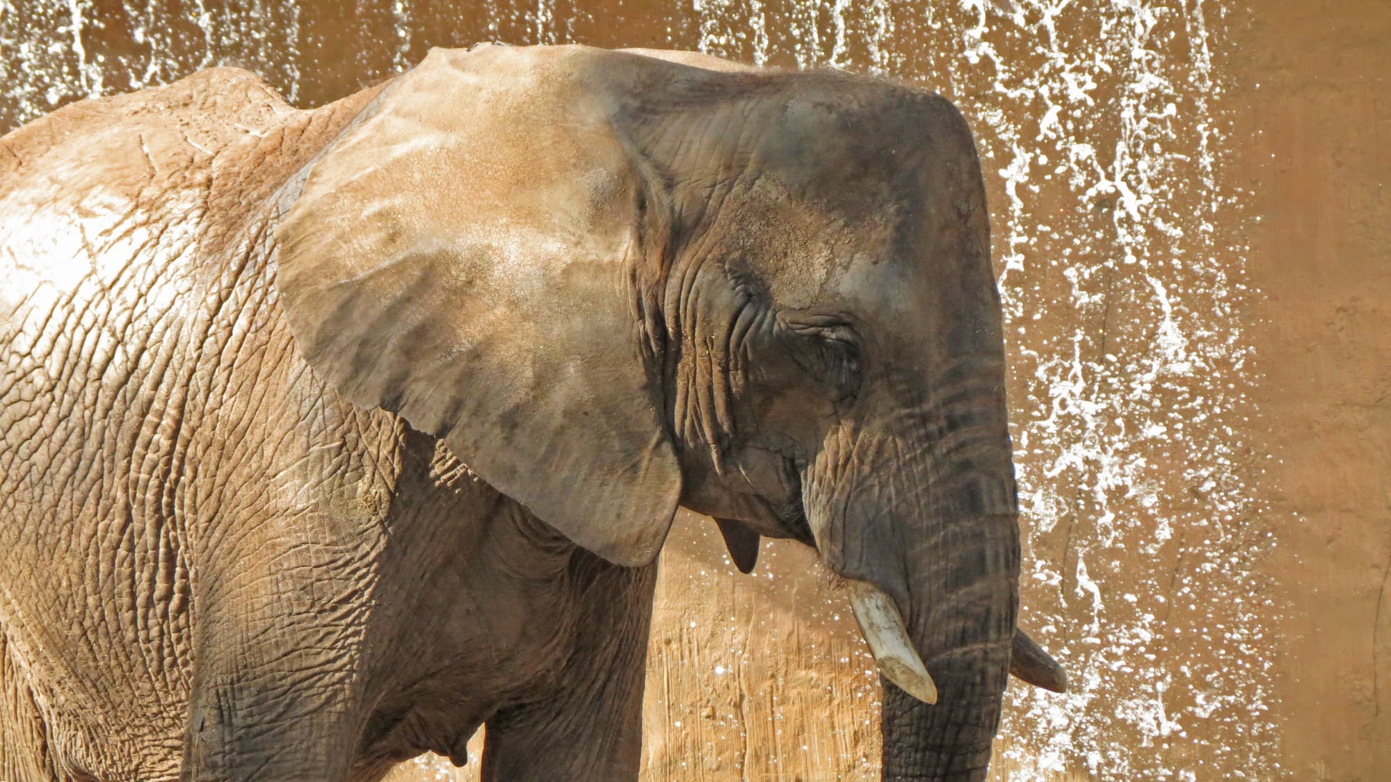 an elephant with tusks standing in front of a wall