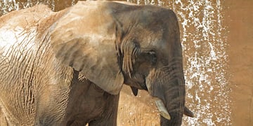 an elephant with tusks standing in front of a wall