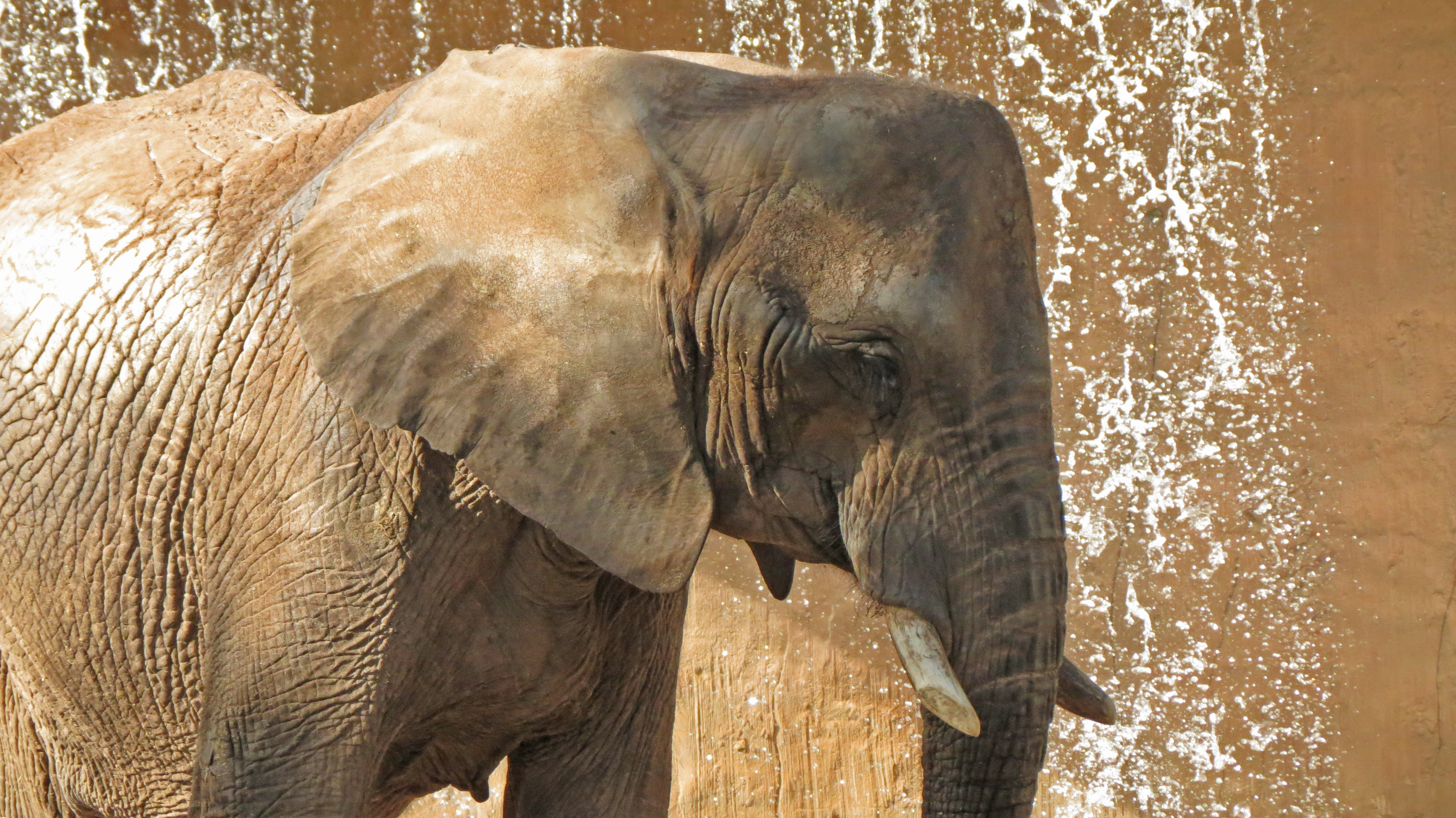 Close-up of African elephant with tusk, water splashing on brown background.