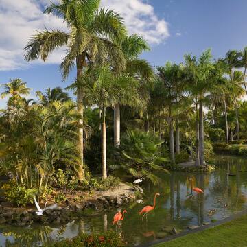 a group of flamingos in a pond surrounded by palm trees
