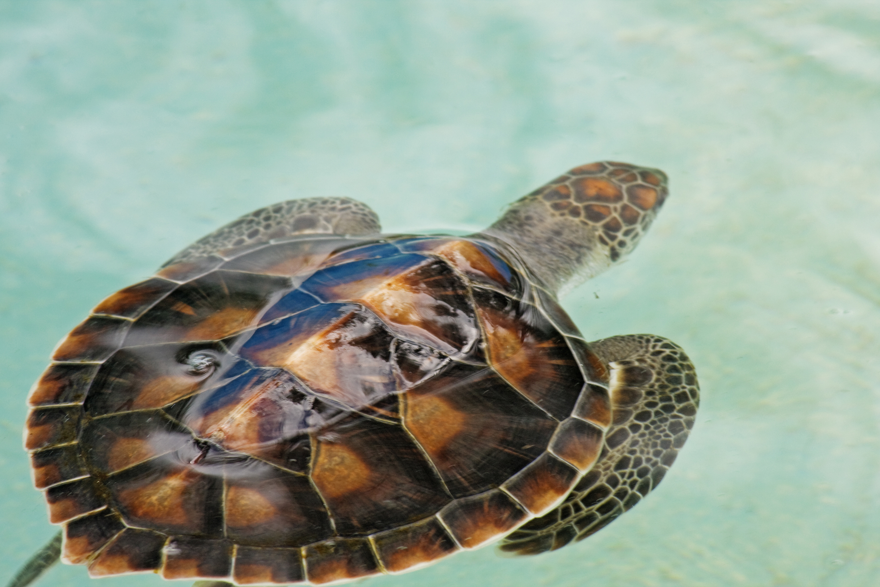 a turtle swimming in the water