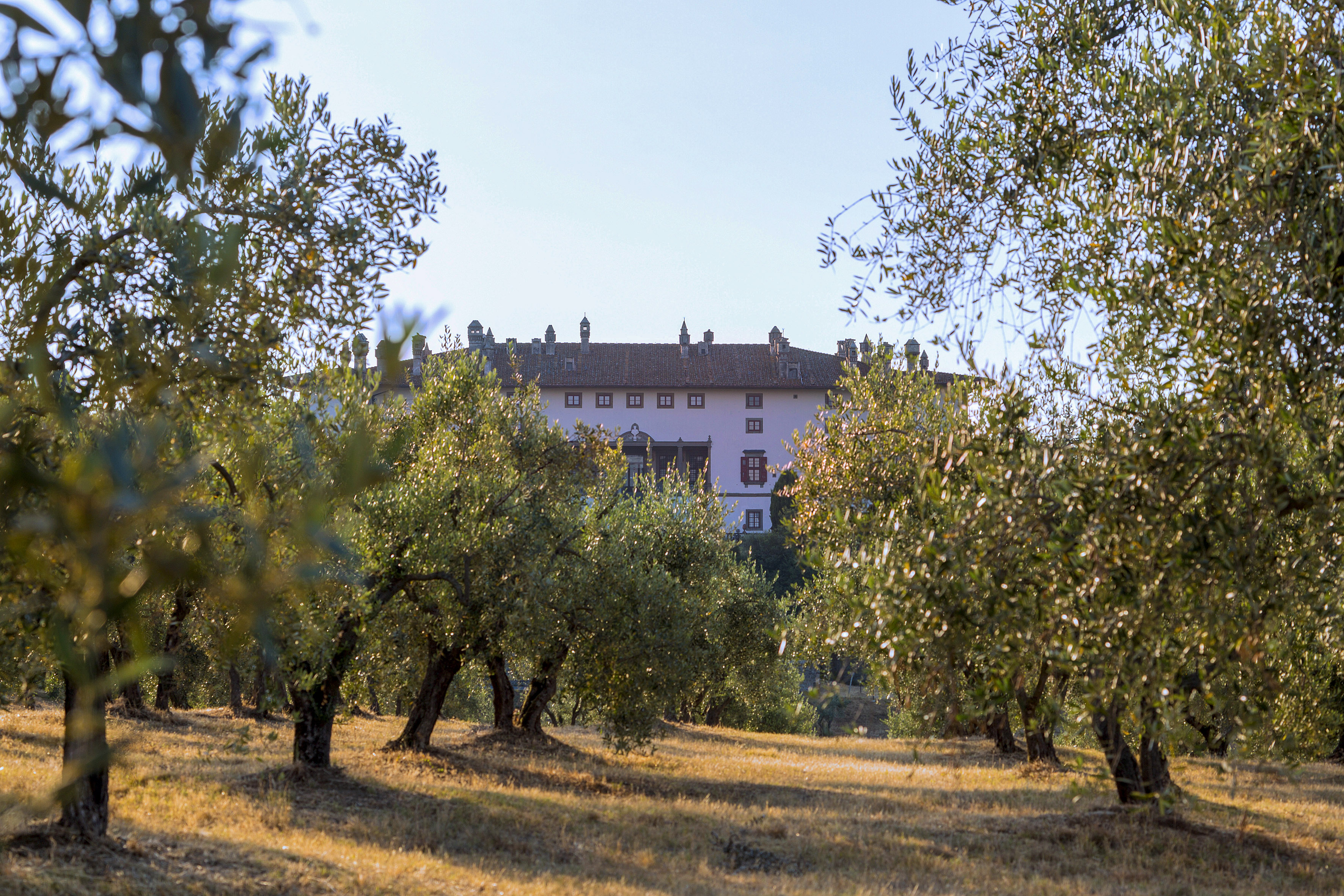 Grand villa seen through sunlit olive trees in a dry, golden field.