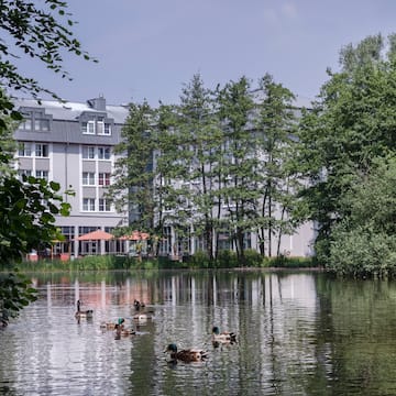 a group of ducks swimming in a lake with trees and buildings in the background