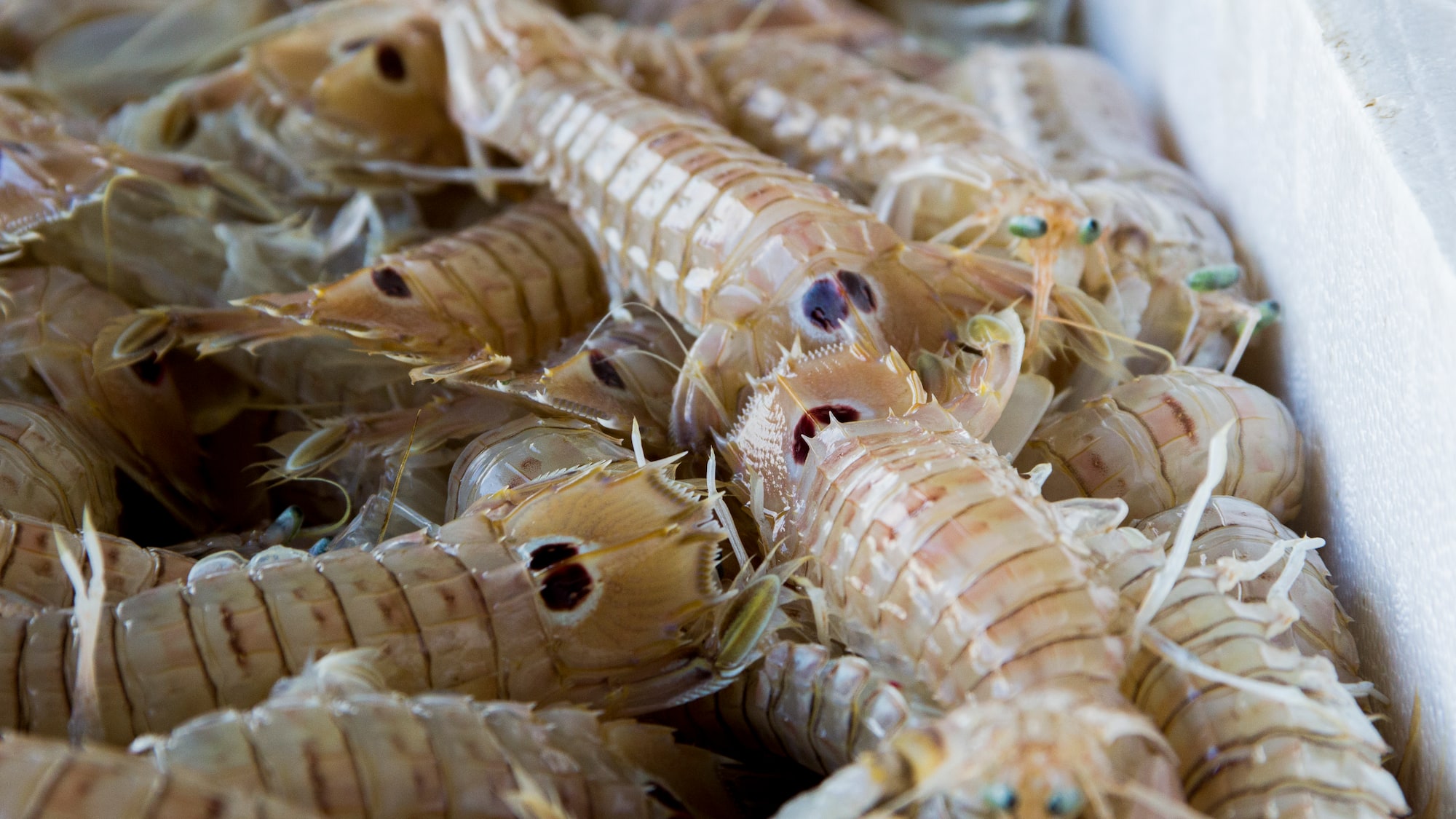 a group of sea creatures