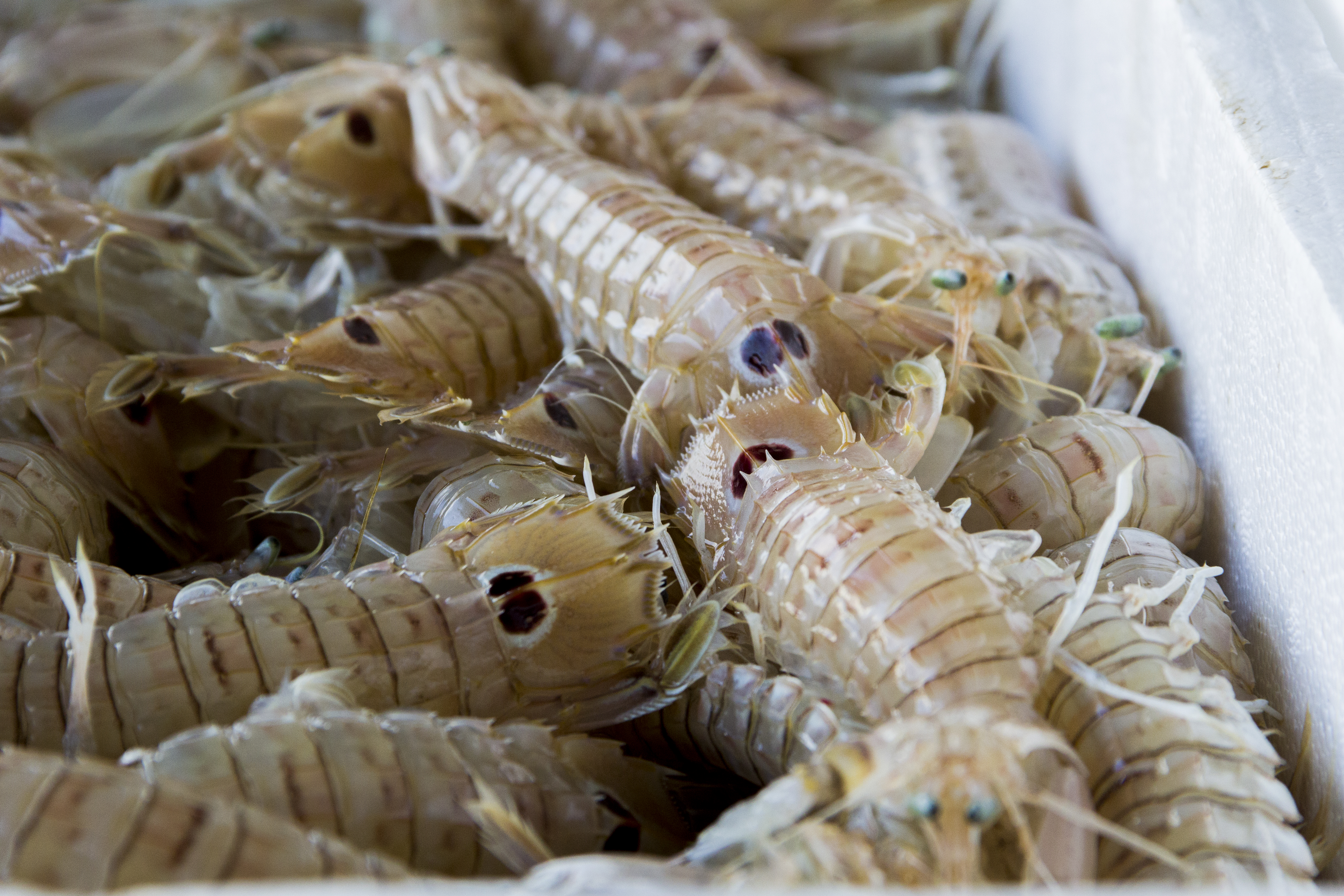 a group of sea creatures