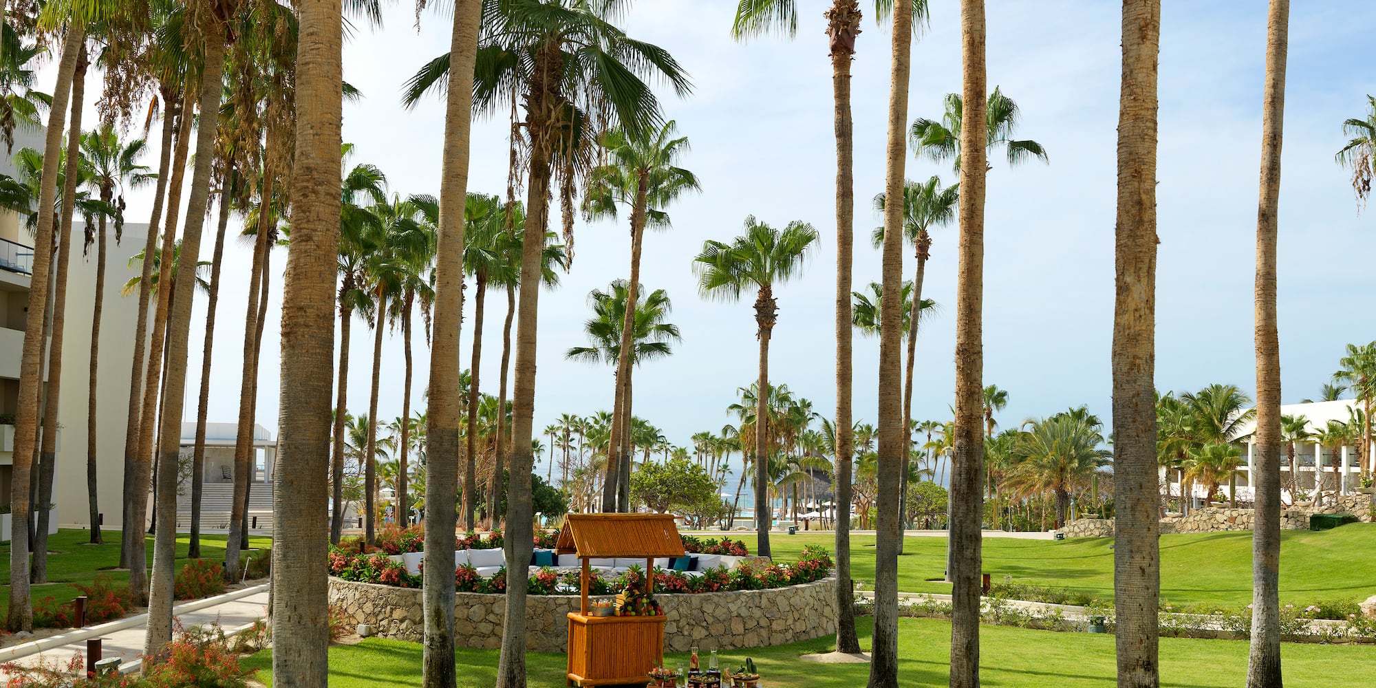 a palm trees in a park