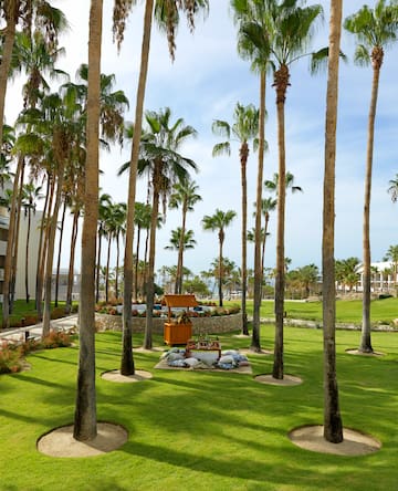 a palm trees in a park