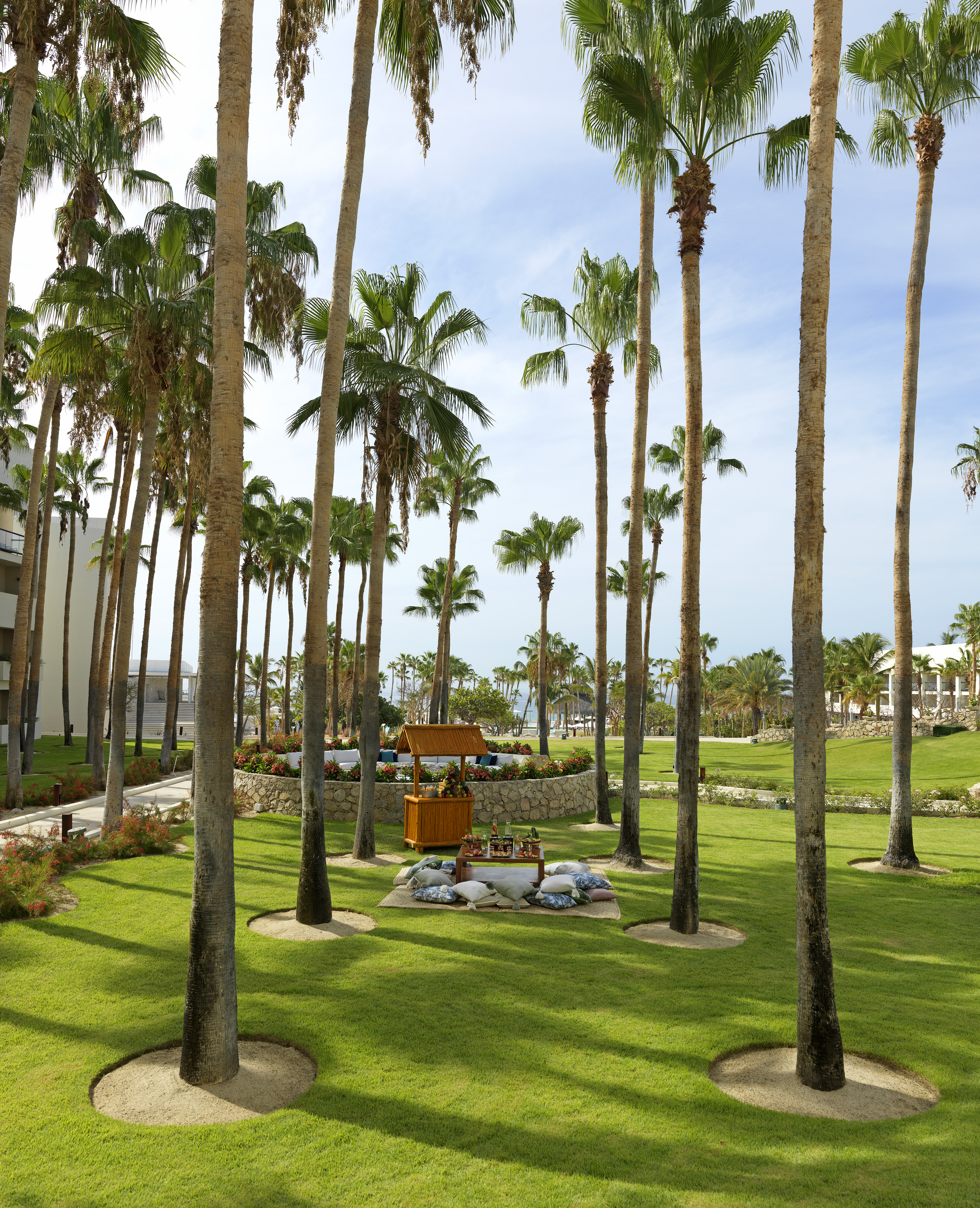a palm trees in a park