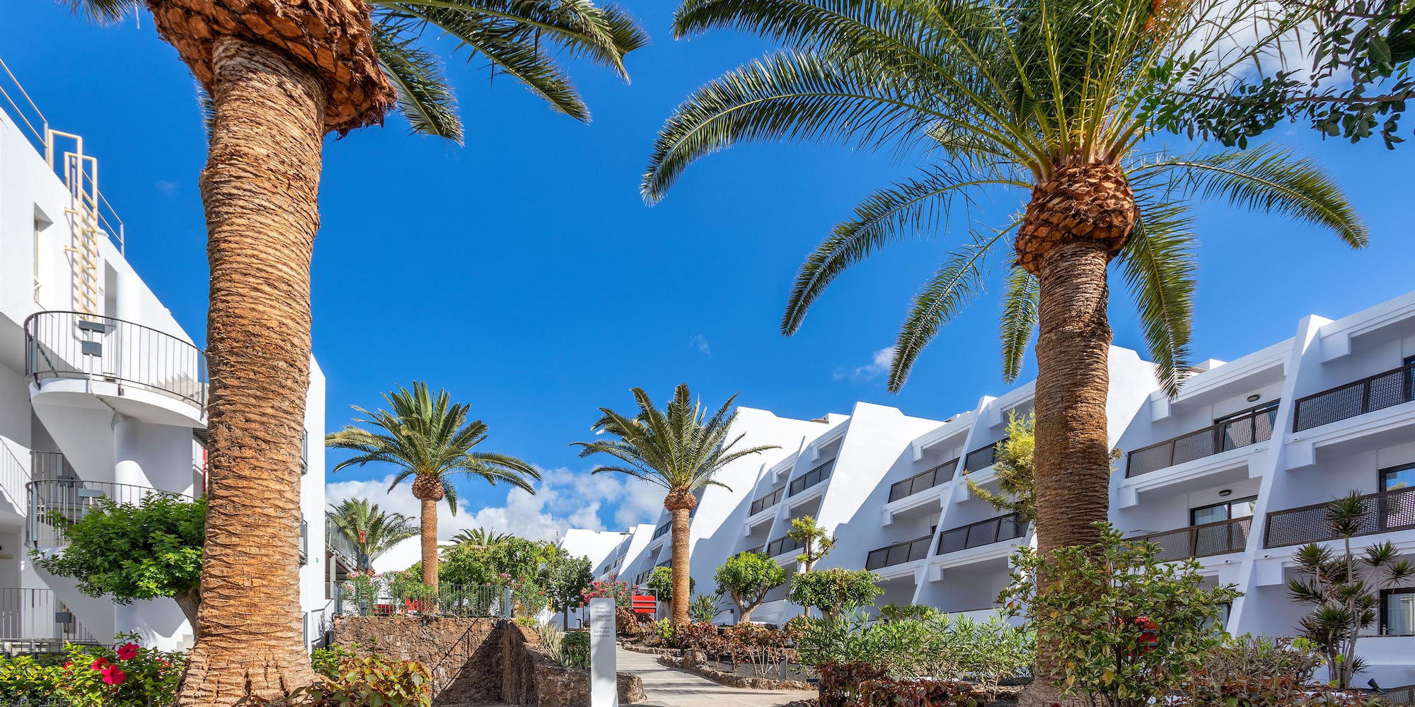 a walkway between palm trees