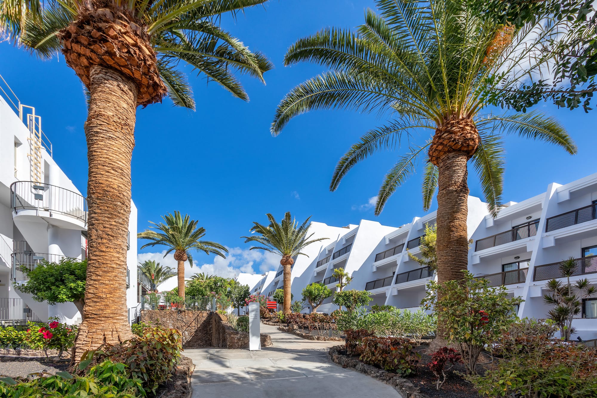 a walkway between palm trees