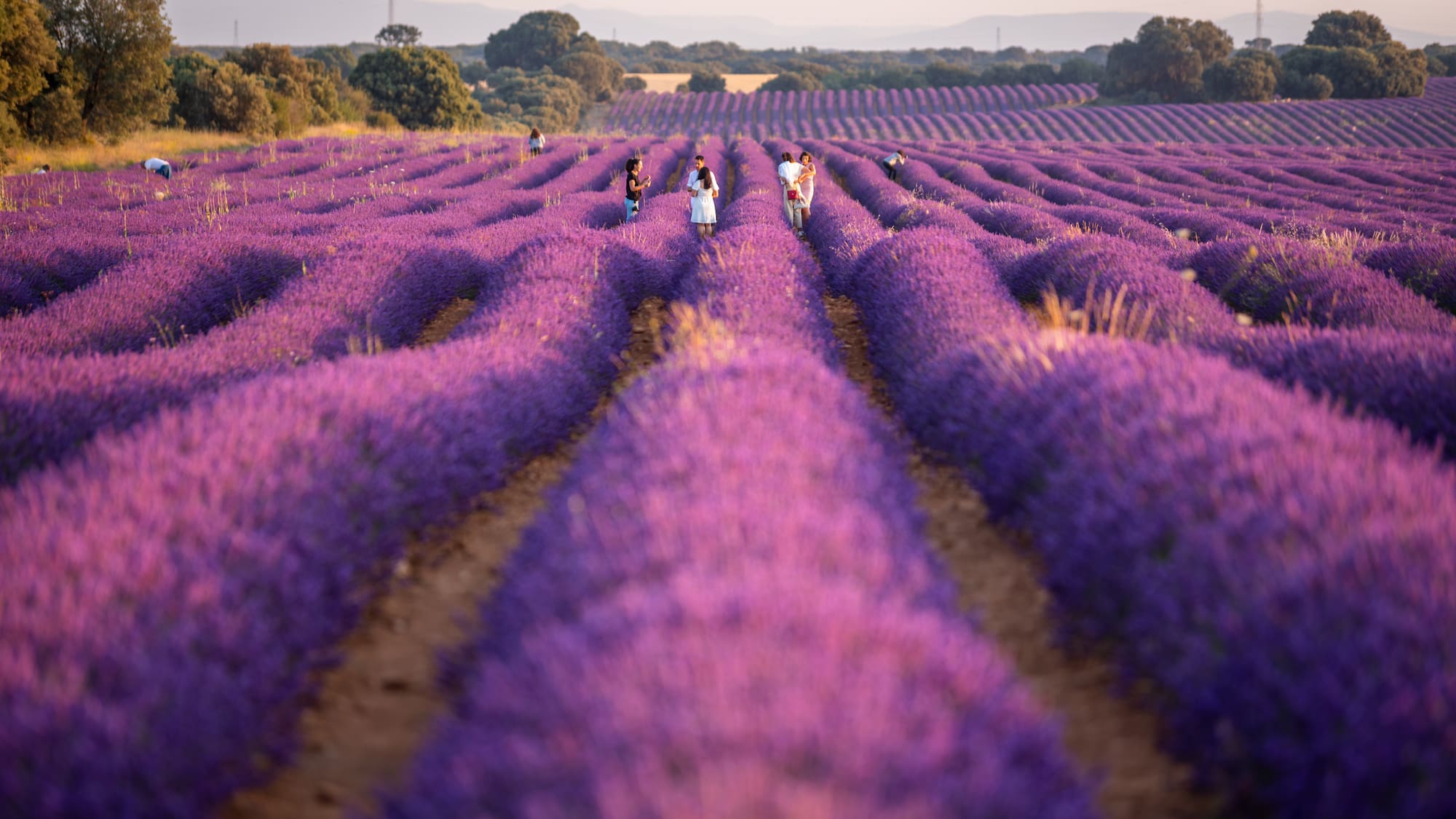 a group of people walking in a field of purple flowers